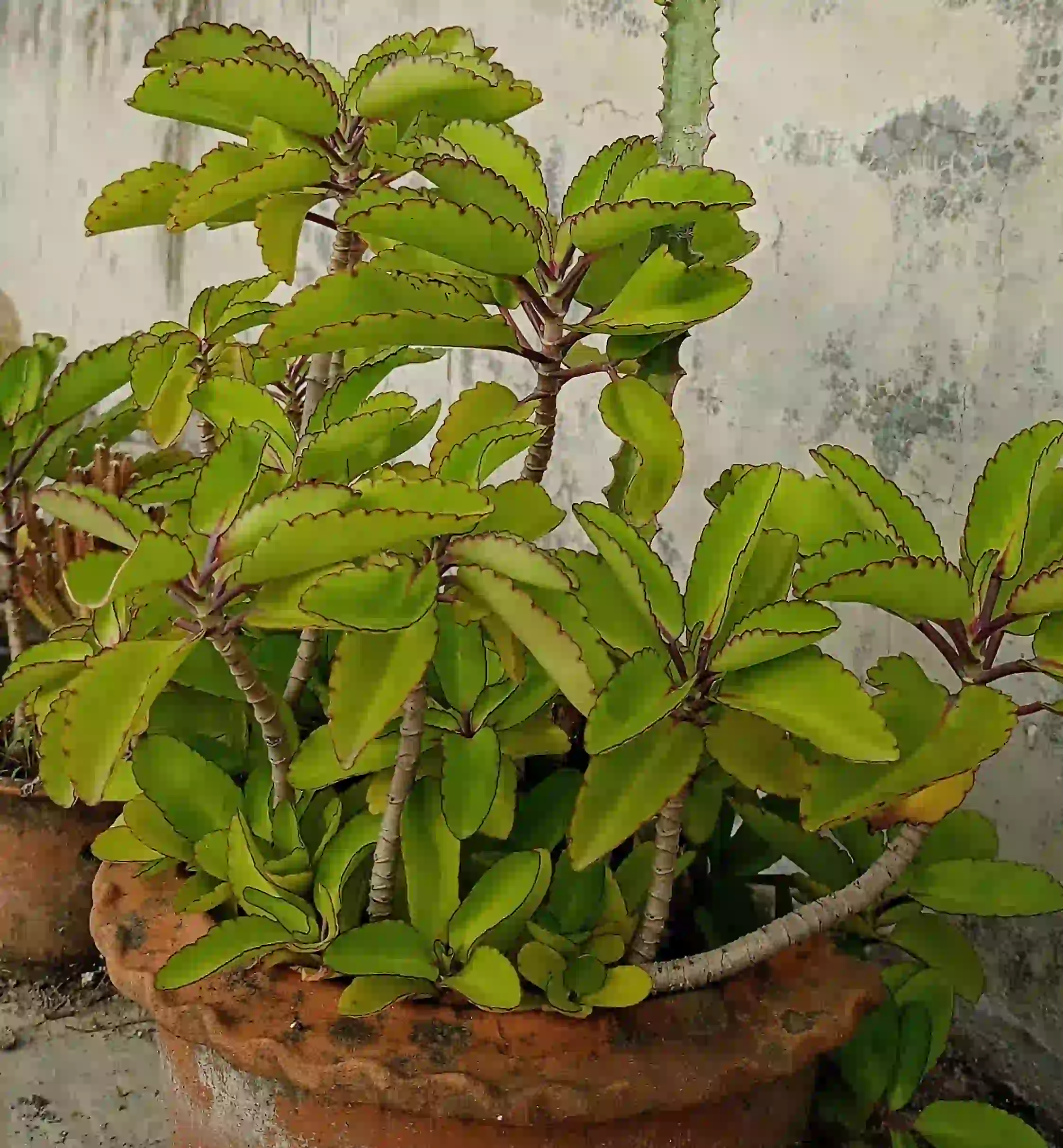 Patthar Kuti Plant